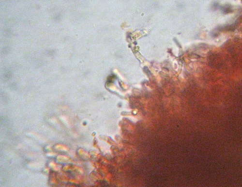 Steccherinum?